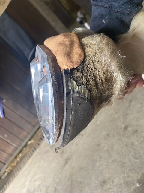Klebebeschlag bei akuter Hufrehe