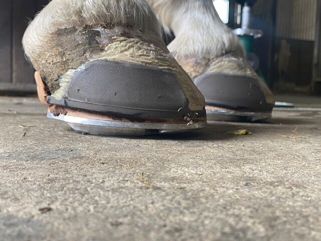 Klebebeschlag bei aktuter Hufrehe
