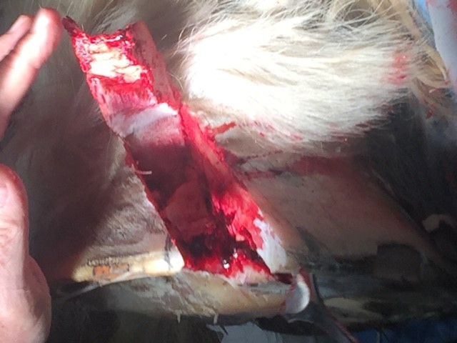 Beschlag nach Hornsäulen Operation